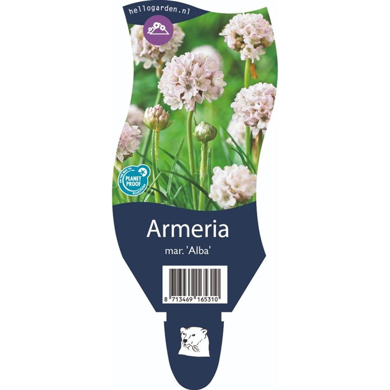 Strandtrift – Armeria mar. 'Alba' - P11